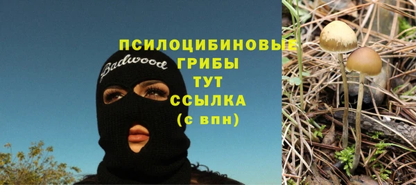 шишки Абаза