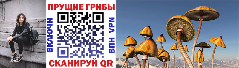 площадка состав  Владикавказ  Псилоцибиновые грибы мицелий 